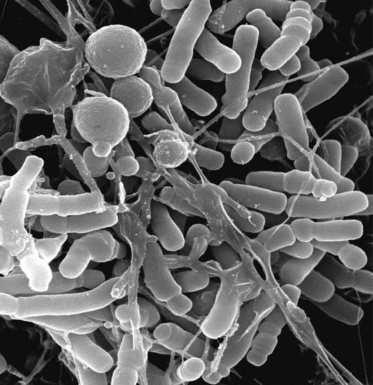 Изучение персистентного потенциала микроорганизмов